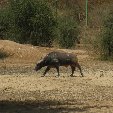 Burkina Faso Africa Banfora Holiday Pictures
