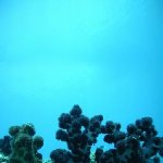 Fiji diving resorts Nadi Diary Adventure Fiji diving resorts