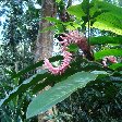 Nadi Fiji