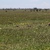 Balloon safari Serengeti Karatu Tanzania Review