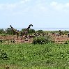 Balloon safari Serengeti Karatu Tanzania Travel Album