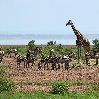   Karatu Tanzania Trip Adventure