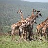 Balloon safari Serengeti Karatu Tanzania Album