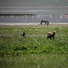 Balloon safari Serengeti Karatu Tanzania Review Gallery