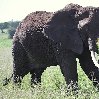 Balloon safari Serengeti Karatu Tanzania Trip Pictures