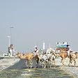 Dubai camels