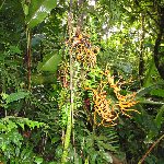   Laguna de Arenal Costa Rica Photographs