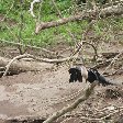 Arenal Volcano National Park Laguna de Arenal Costa Rica Photo Gallery