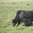 The Gobi Desert in Mongolia Kharkhorin Diary Photography