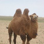 The Gobi Desert in Mongolia Kharkhorin Travel Album