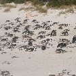 Garden Route South Africa Cape Town Information