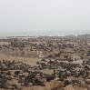 Cape Cross seal reserve Namibia Picture