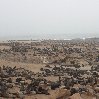 Photo  Cape Cross Namibia