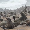 Cape Cross seal reserve Namibia Photograph