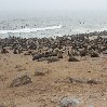 Cape Cross seal reserve Namibia Blog