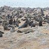   Cape Cross Namibia Photo Sharing