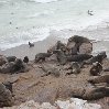 Cape Cross seal reserve Namibia Trip Adventure