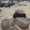 Cape Cross seal reserve Namibia Diary Photo