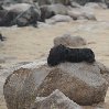 Cape Cross seal reserve Namibia Diary Photo Cape Cross seal reserve