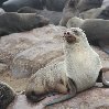 Cape Cross seal reserve Namibia Vacation Experience