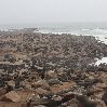   Cape Cross Namibia Travel Gallery