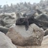 Cape Cross seal reserve Namibia Review Photo