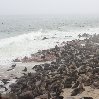 Cape Cross seal reserve Namibia Information