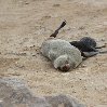 Cape Cross seal reserve Namibia Travel Experience