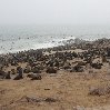 Cape Cross seal reserve Namibia Picture Sharing