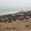   Cape Cross Namibia Picture Sharing