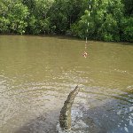 Jumping crocodiles in Darwin Australia Diary Photos