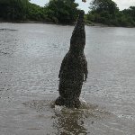 Jumping crocodiles in Darwin Australia Vacation Adventure