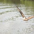 Jumping crocodiles in Darwin Australia Blog Experience