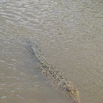 Jumping crocodiles in Darwin Australia Holiday