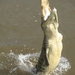 Jumping crocodiles in Darwin Australia Vacation