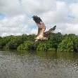 Jumping crocodiles in Darwin Australia Album Photos