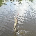 Jumping crocodiles in Darwin Australia Vacation Information