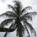 Bocas del Toro on Isla Colon Panama Diary Picture