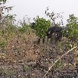 Benin Wildlife Safari Tour Tanguieta Photographs Pendjari National Park