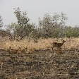 Pendjari National Park Tanguieta Benin Diary Information