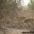 Pendjari National Park Tanguieta Benin Vacation Picture