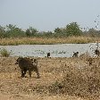 Pendjari National Park Tanguieta Benin Holiday Adventure