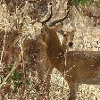 Pendjari National Park Tanguieta Benin Pictures