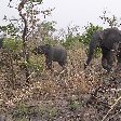 Pendjari National Park Tanguieta Benin Holiday Experience