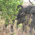 Pendjari National Park Tanguieta Benin Diary Photography