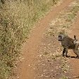 Pendjari National Park Tanguieta Benin Travel Pictures