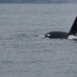 Vancouver Island orca watching Canada Photographs