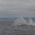 Vancouver Island orca watching Canada Review Gallery Vancouver Island orca watching