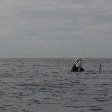 Vancouver Island orca watching Canada Holiday Review