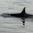 Vancouver Island orca watching Canada Trip Guide